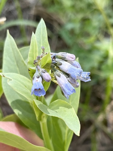 Tall fringed bluebells (Mertensia ciliata)