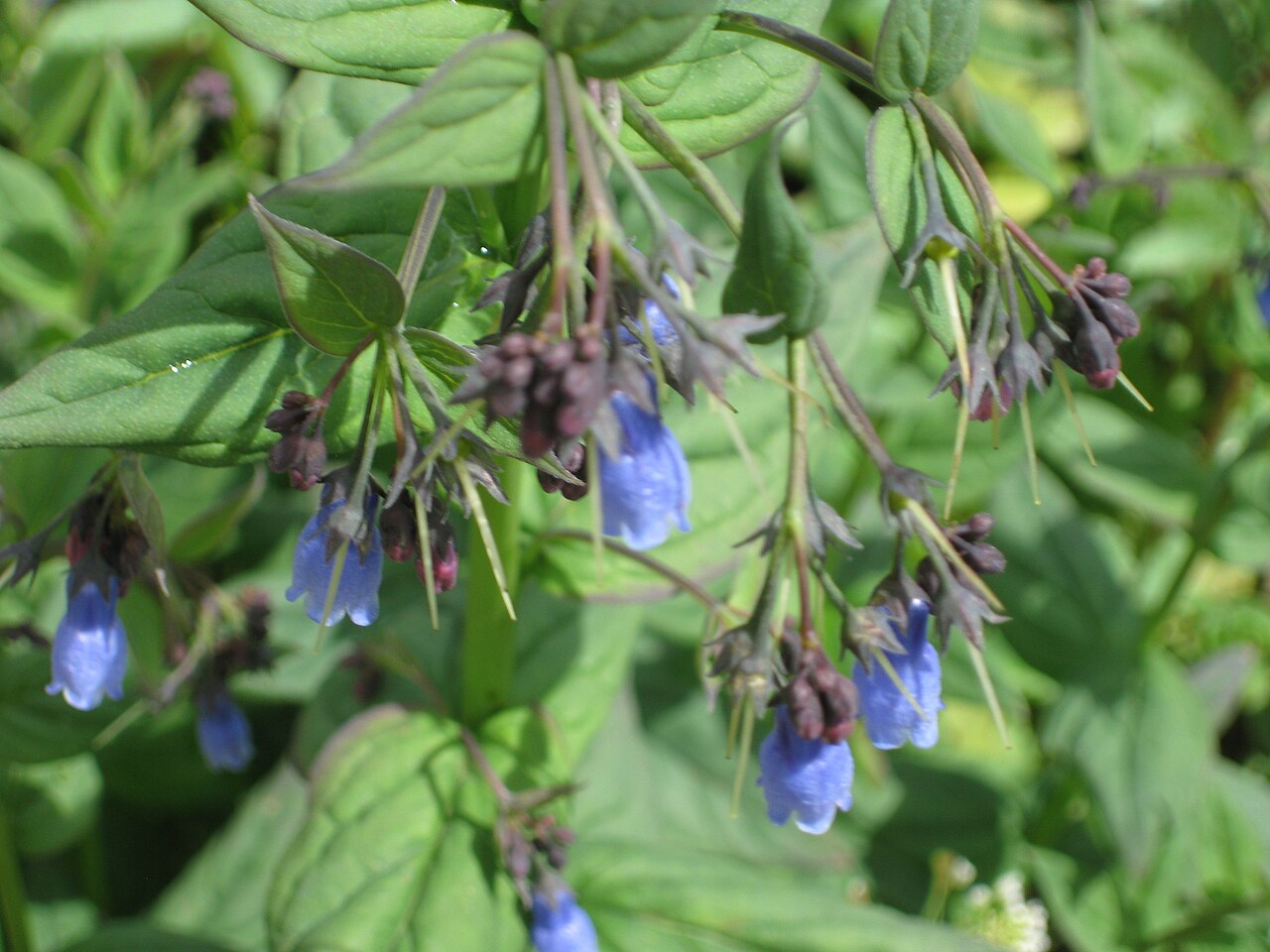 Tall fringed bluebells: Mertensia ciliata in the Jardin Botanique Alpin du Lautaret