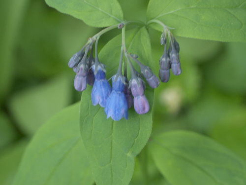 Tall fringed bluebells (Mertensia ciliata)
