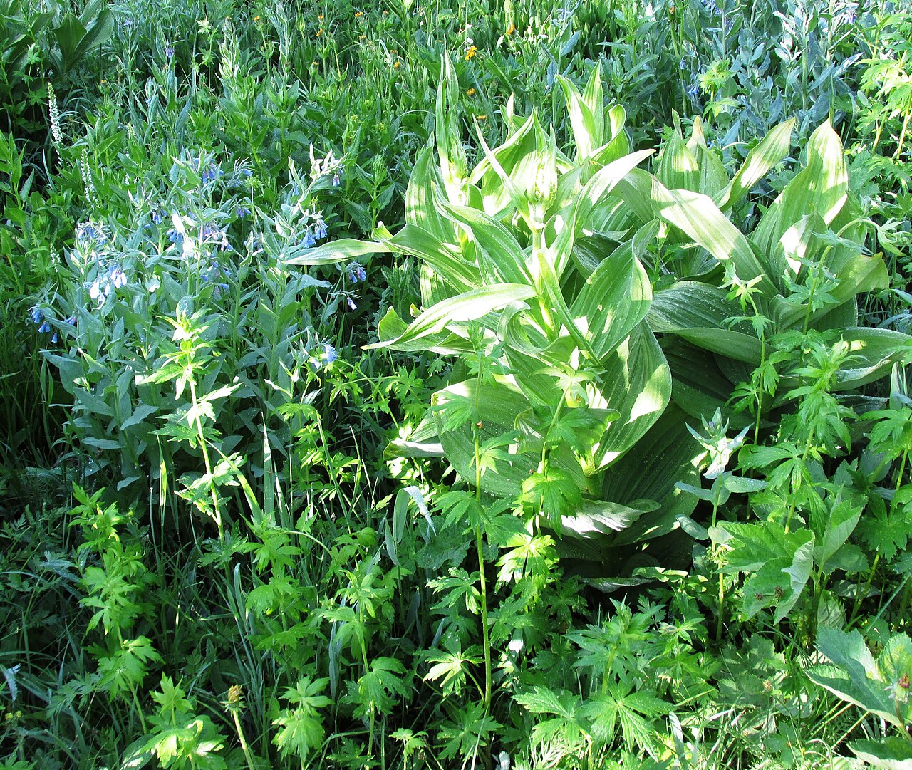 Tall fringed bluebells: False Hellebore (Veratrum californicum) on right Tall Bluebells ( Mertensia ciliata) on left 2680 meters (8800 feet) Gold Creek Trail #1150 Routt National Fores
