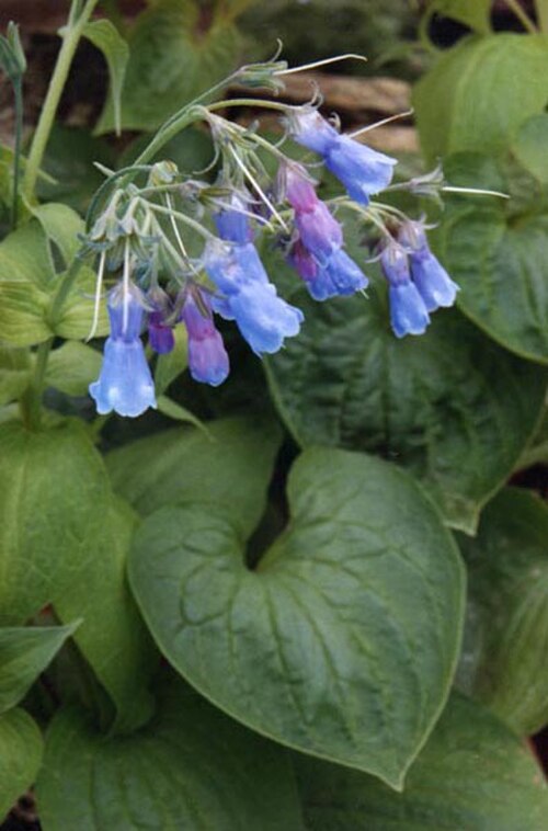 Tall fringed bluebells: Mertensia ciliata