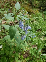 Tall fringed bluebells (Mertensia ciliata)