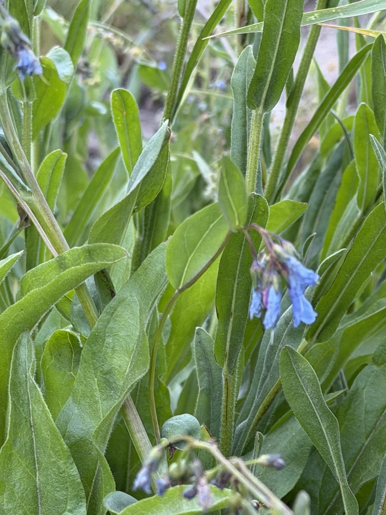Tall fringed bluebells (Mertensia ciliata)