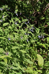 Tall fringed bluebells (Mertensia ciliata)