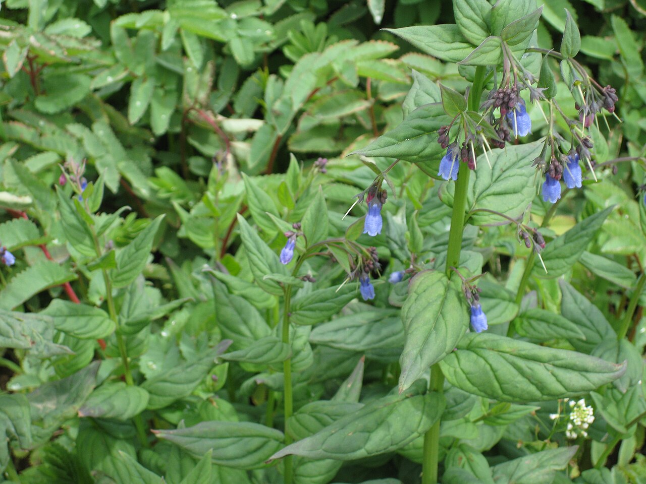 Tall fringed bluebells: Mertensia ciliata in the Jardin Botanique Alpin du Lautaret