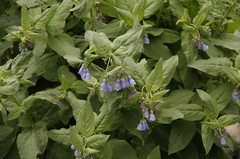 Tall fringed bluebells (Mertensia ciliata)
