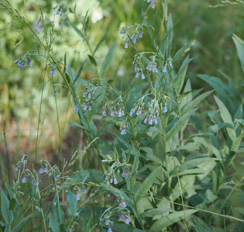 Franciscan bluebells (Mertensia franciscana)