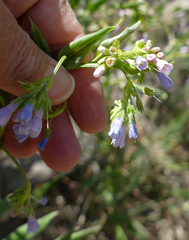 Franciscan bluebells (Mertensia franciscana)