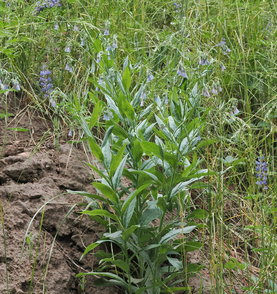 Franciscan bluebells (Mertensia franciscana)