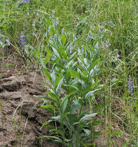 Franciscan bluebells (Mertensia franciscana)