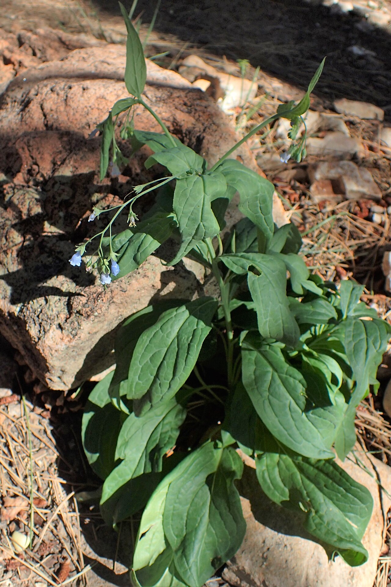 Franciscan bluebells: Mertensia franciscana at North Rim in Grand Canyon NP, Arizona USA
