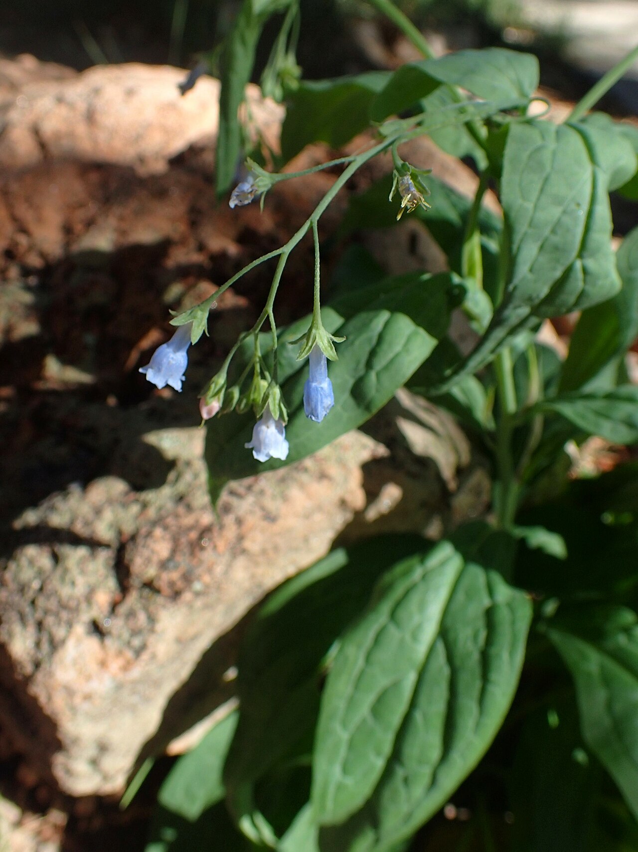 Franciscan bluebells: Mertensia franciscana at North Rim in Grand Canyon NP, Arizona USA
