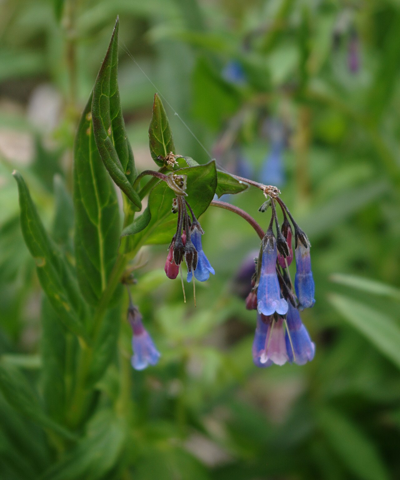 Franciscan bluebells: Mertensia franciscana (Franciscan bluebell or Franciscan lungwort), Santa Fe Ski Basin, near Santa Fe, New Mexico. A little unsharp mask on the in-focus parts.