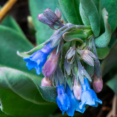 Franciscan bluebells (Mertensia franciscana)