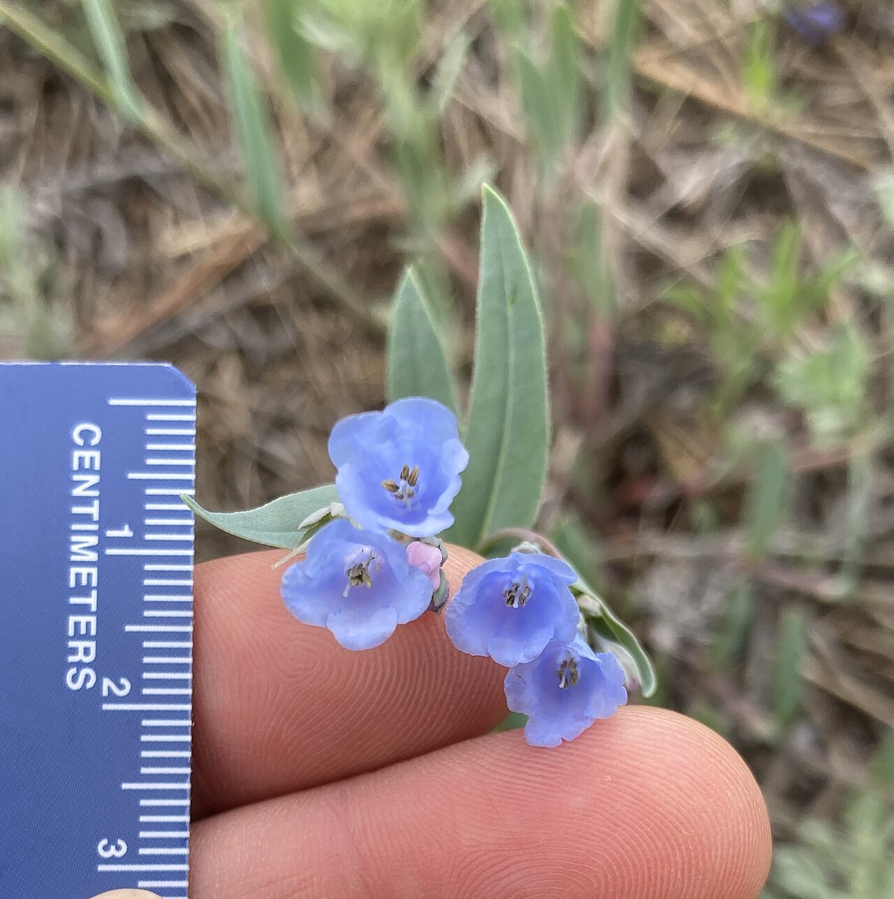 Prairie bluebells: Mertensia lanceolata, Lion Gulch, Lyons, CO, US, 2023-05-26 (iNaturalist).