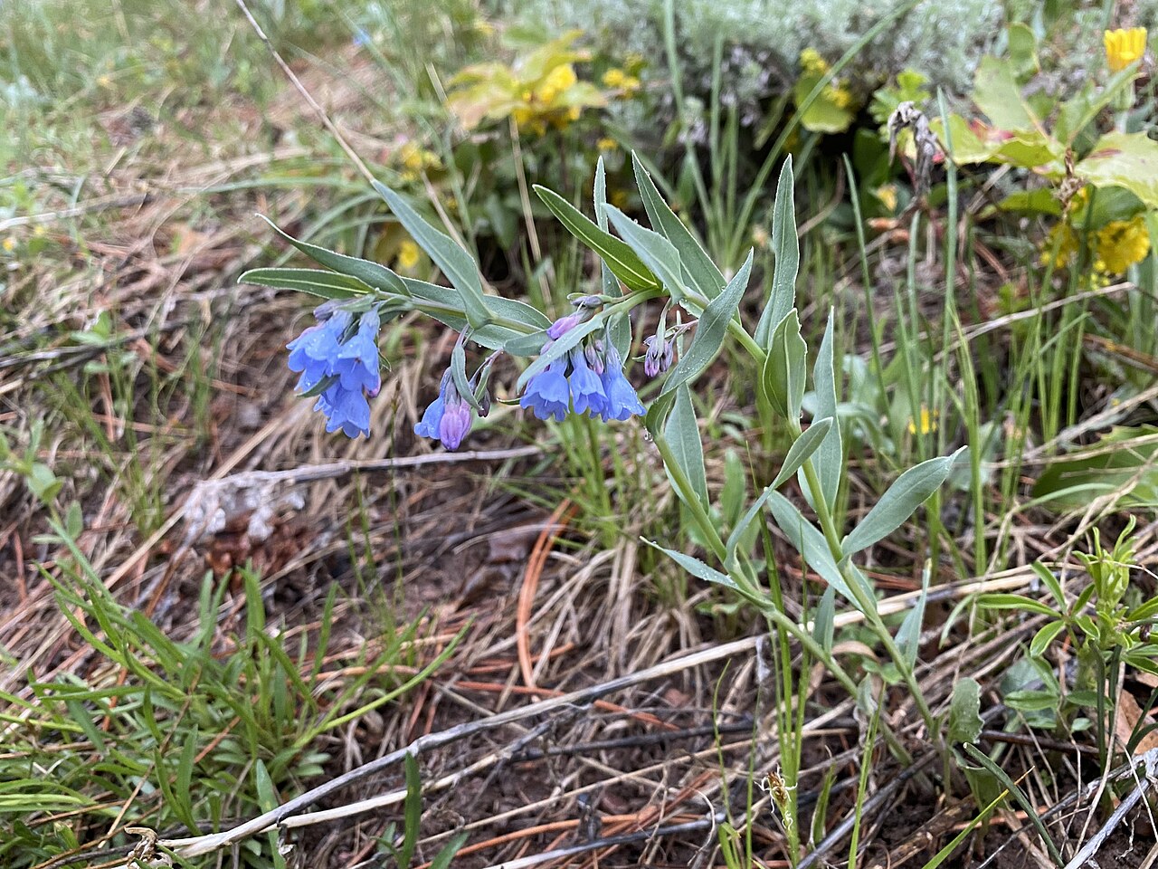 Prairie bluebells: Mertensia lanceolata blooming Boulder County Open Space, Colorado, US