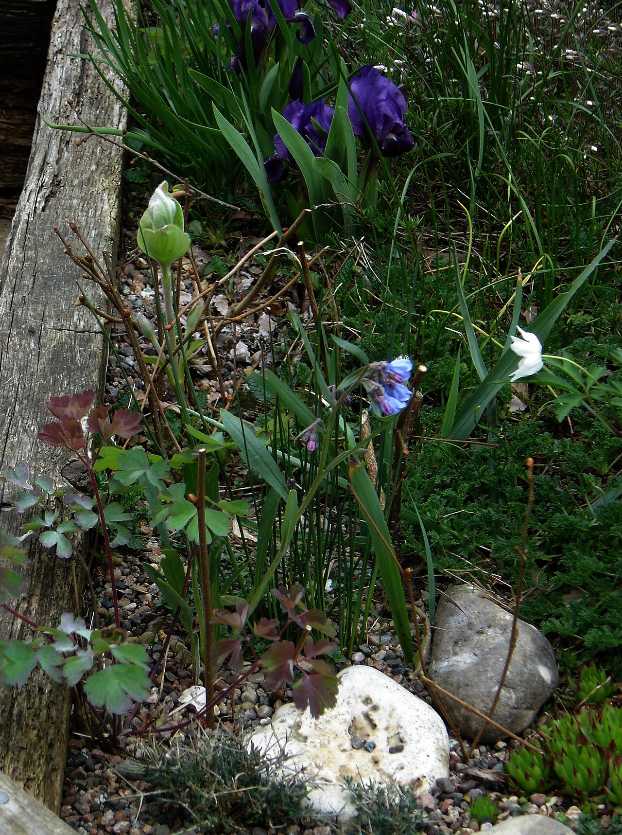 Prairie bluebells: There are lots of lovely Mertensias in North America especially, and we don't see a lot of them here. This one came from Kevock nursery I think, last year and s