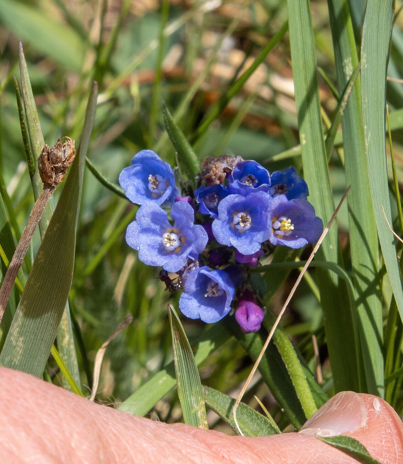 Prairie bluebells: Mertensia lanceolata, Saguache County, CO, USA, 2022-06-20 (iNaturalist).
