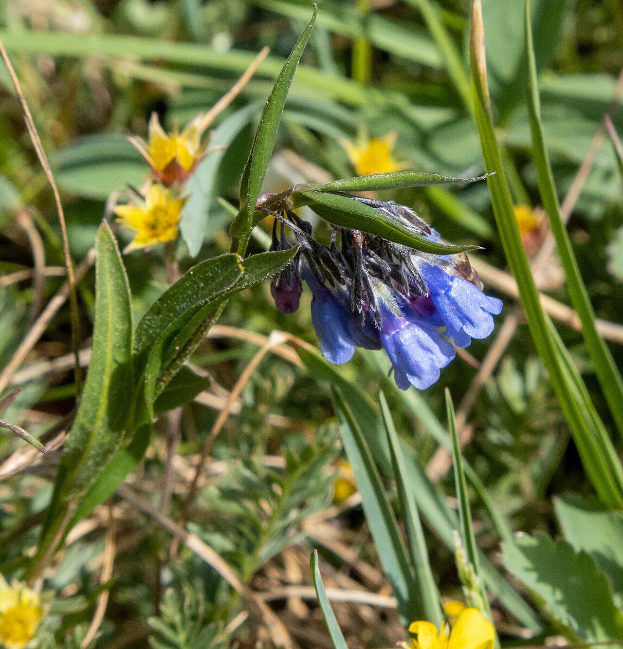 Prairie bluebells: Mertensia lanceolata, Saguache County, CO, USA, 2022-06-20 (iNaturalist).