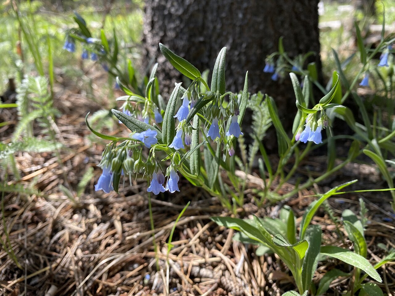 Prairie bluebells: Mertensia lanceolata blooming in Arapaho & Roosevelt National Forest, Boulder County, Colorado, US
