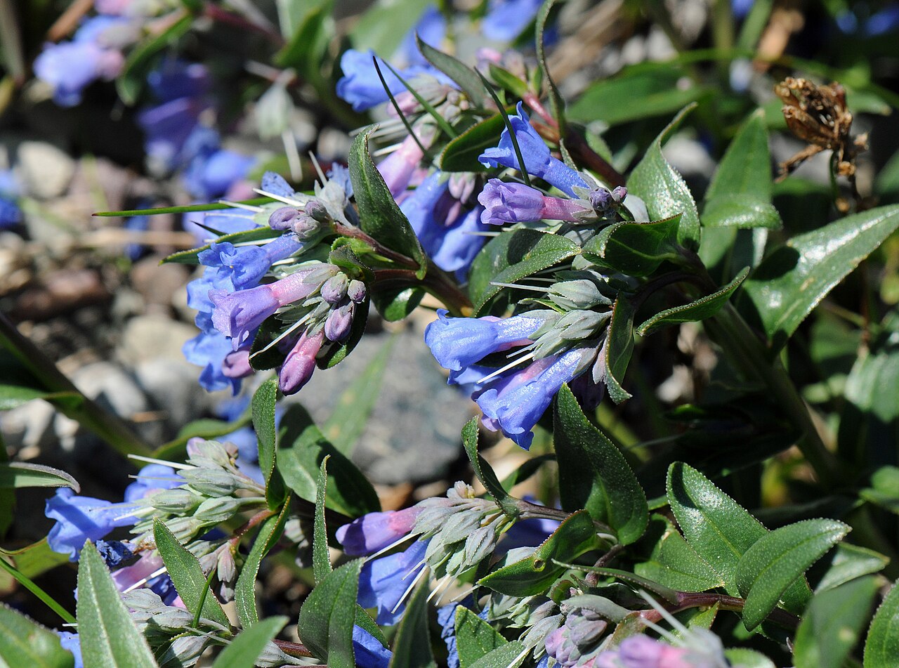 Prairie bluebells: Mertensia lanceolata, Division No. 3, AB, Canada, 2011-07-03 (iNaturalist).