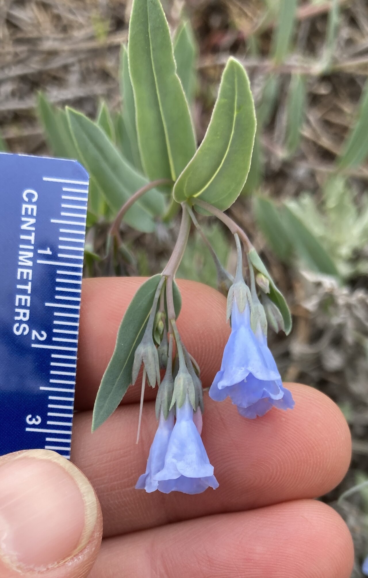 Prairie bluebells: Mertensia lanceolata, Lion Gulch, Lyons, CO, US, 2023-05-26 (iNaturalist).