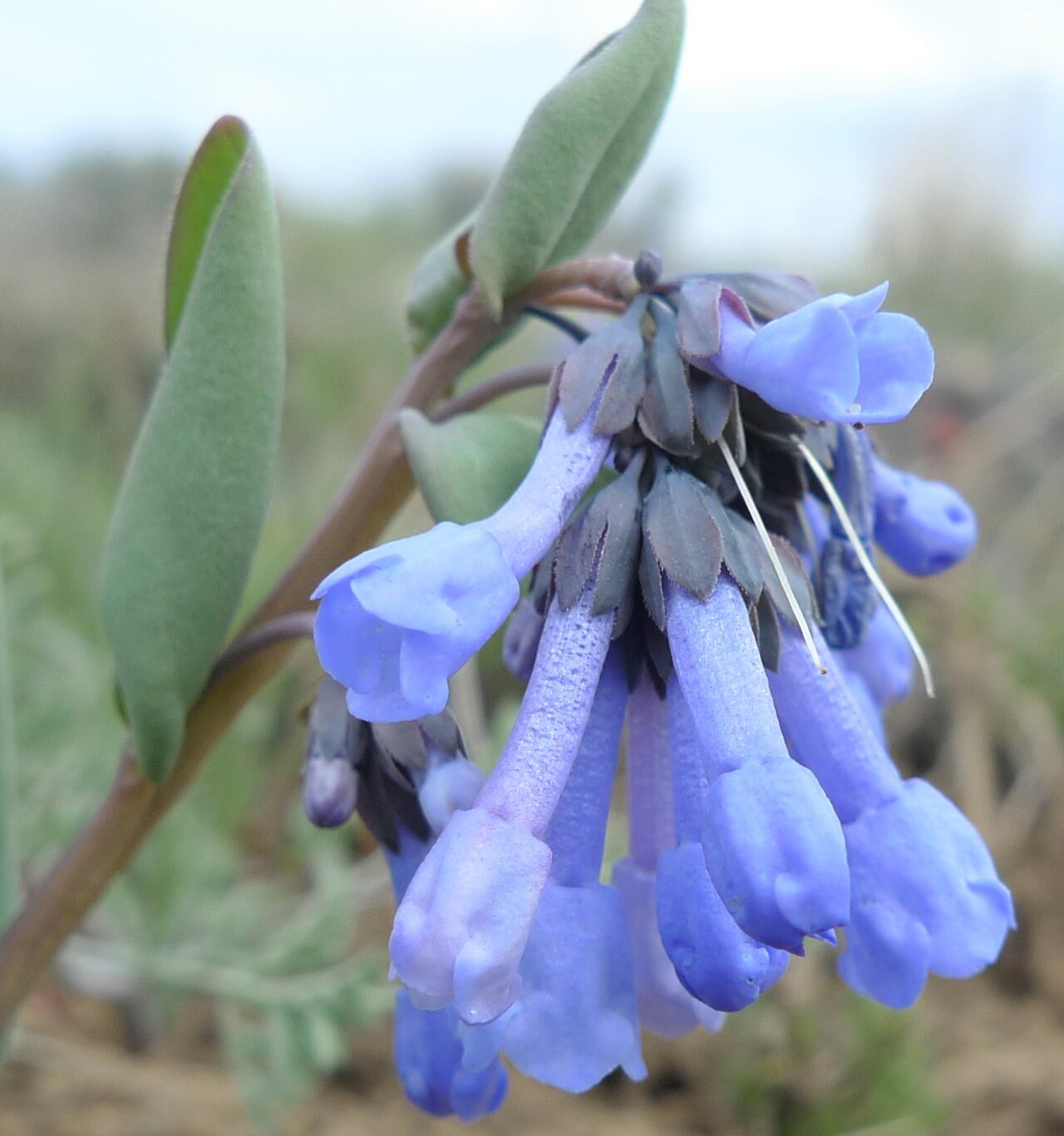 Small bluebells: Mertensia longiflora on Badger Mountain, Douglas County Washington