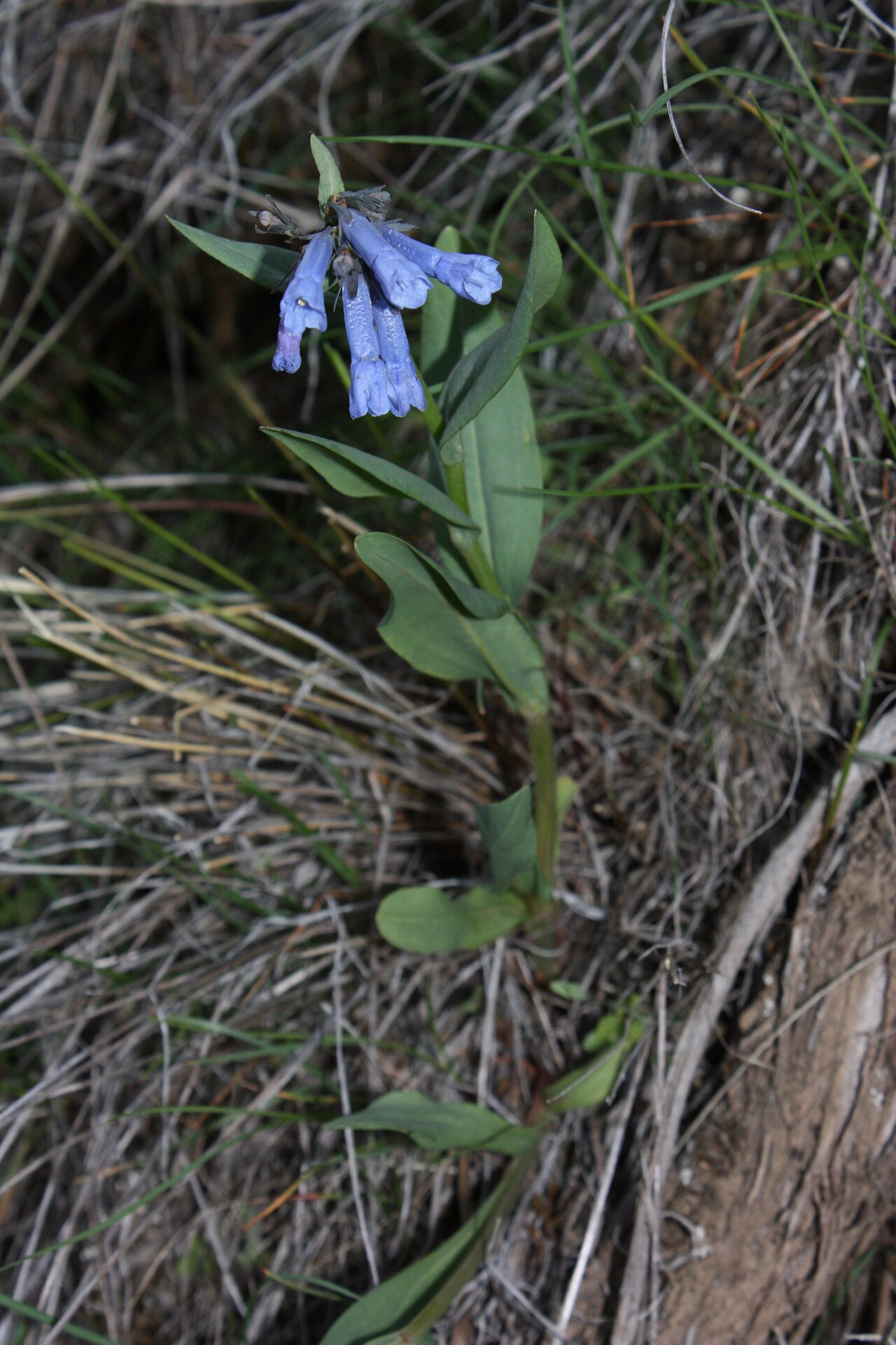 Small bluebells: Small Bluebells, Long-flowered Lungwort, Trumpet Bluebells