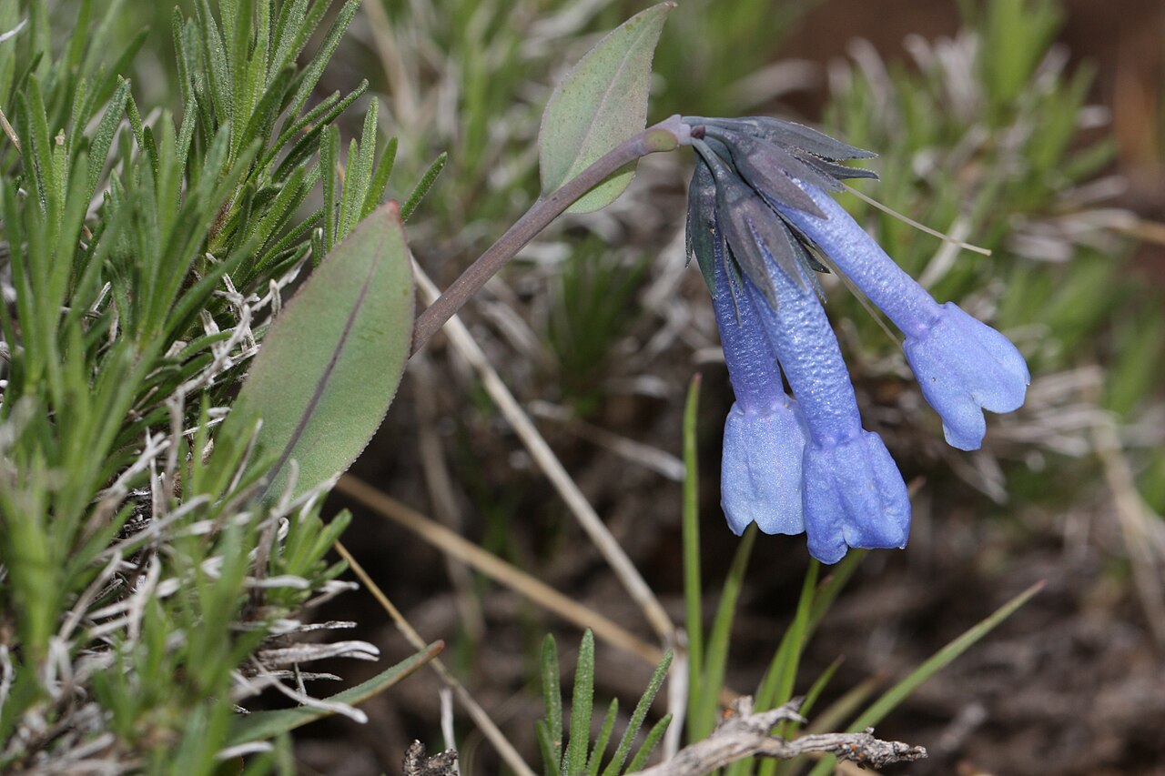 Small bluebells: Small Bluebells, Long-flowered Lungwort, Trumpet Bluebells Viewpoint location: Snow Mountain Ranch, Cowiche Mountain Viewpoint elevation: 703 meter (2307 ft) Lo