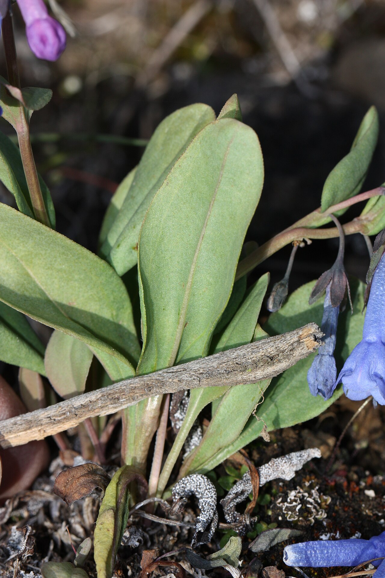 Small bluebells: Small Bluebells, Long-flowered Lungwort, Trumpet Bluebells