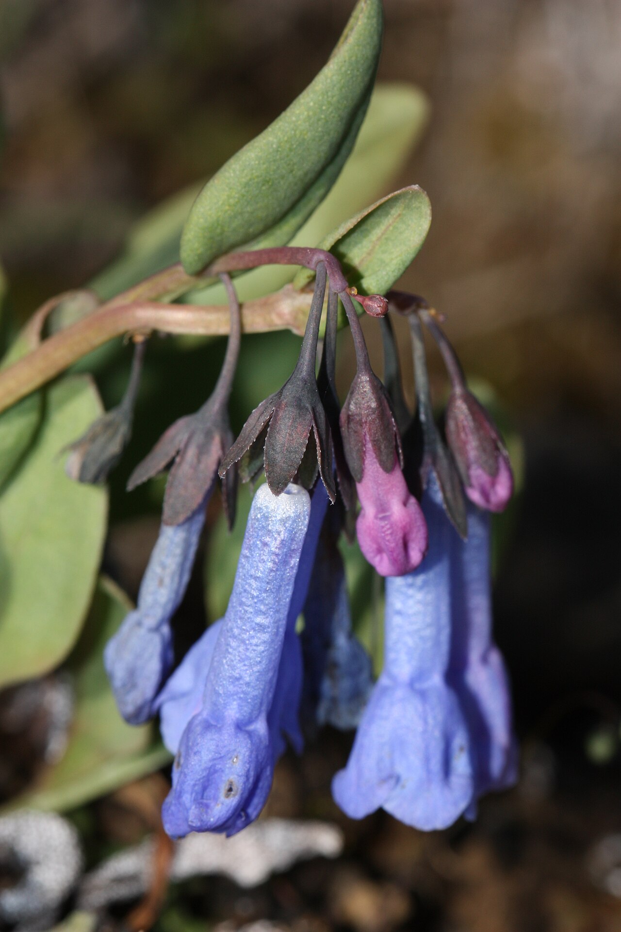 Small bluebells: Small Bluebells, Long-flowered Lungwort, Trumpet Bluebells