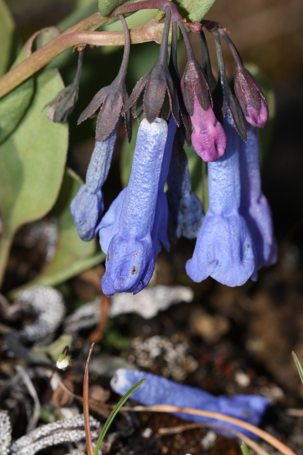 Small bluebells: Small Bluebells, Long-flowered Lungwort, Trumpet Bluebells