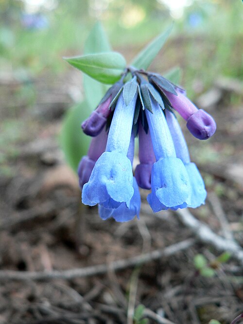 Small bluebells: Mertensia longiflora in Washington State, USA.