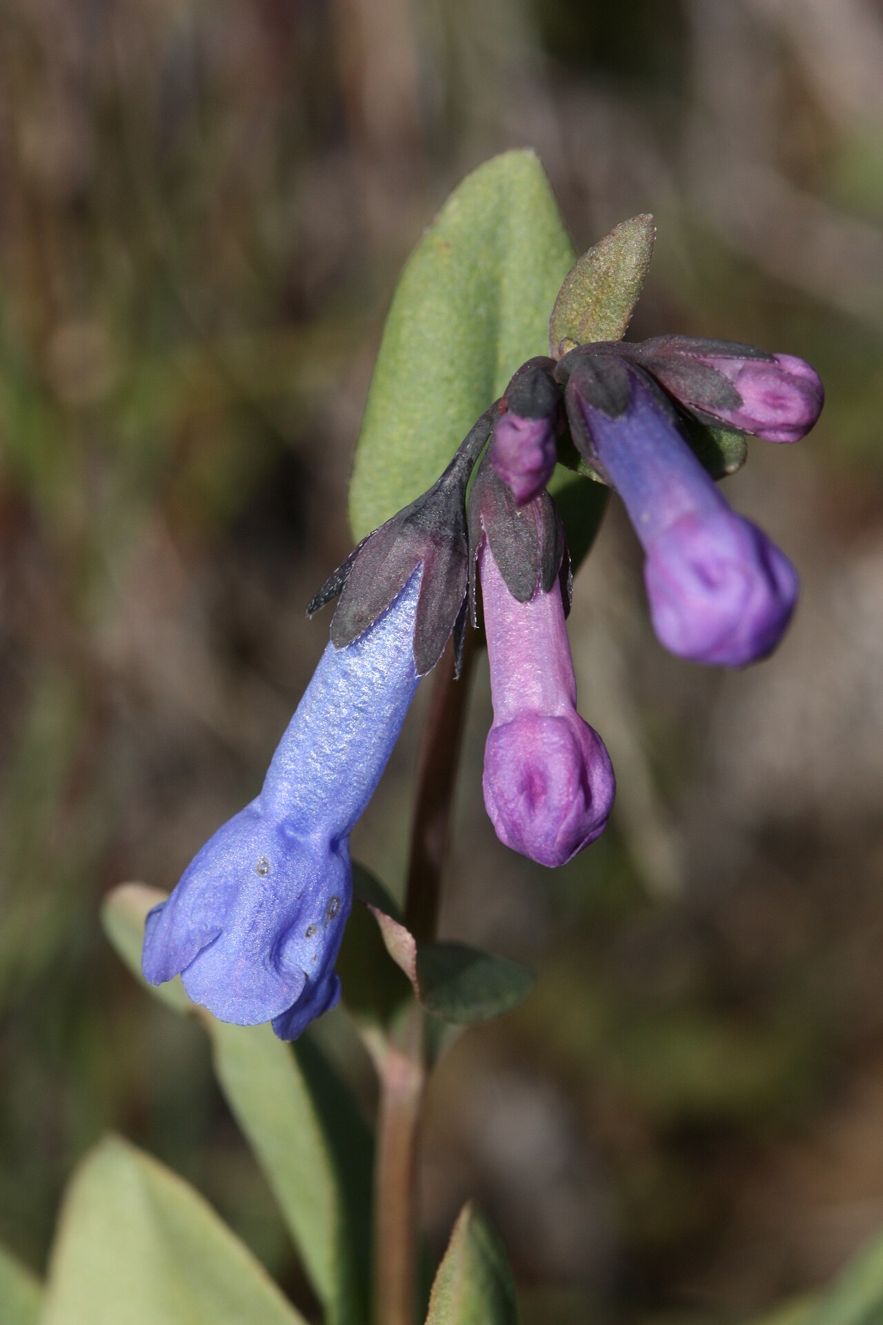 Small bluebells: Small Bluebells, Long-flowered Lungwort, Trumpet Bluebells