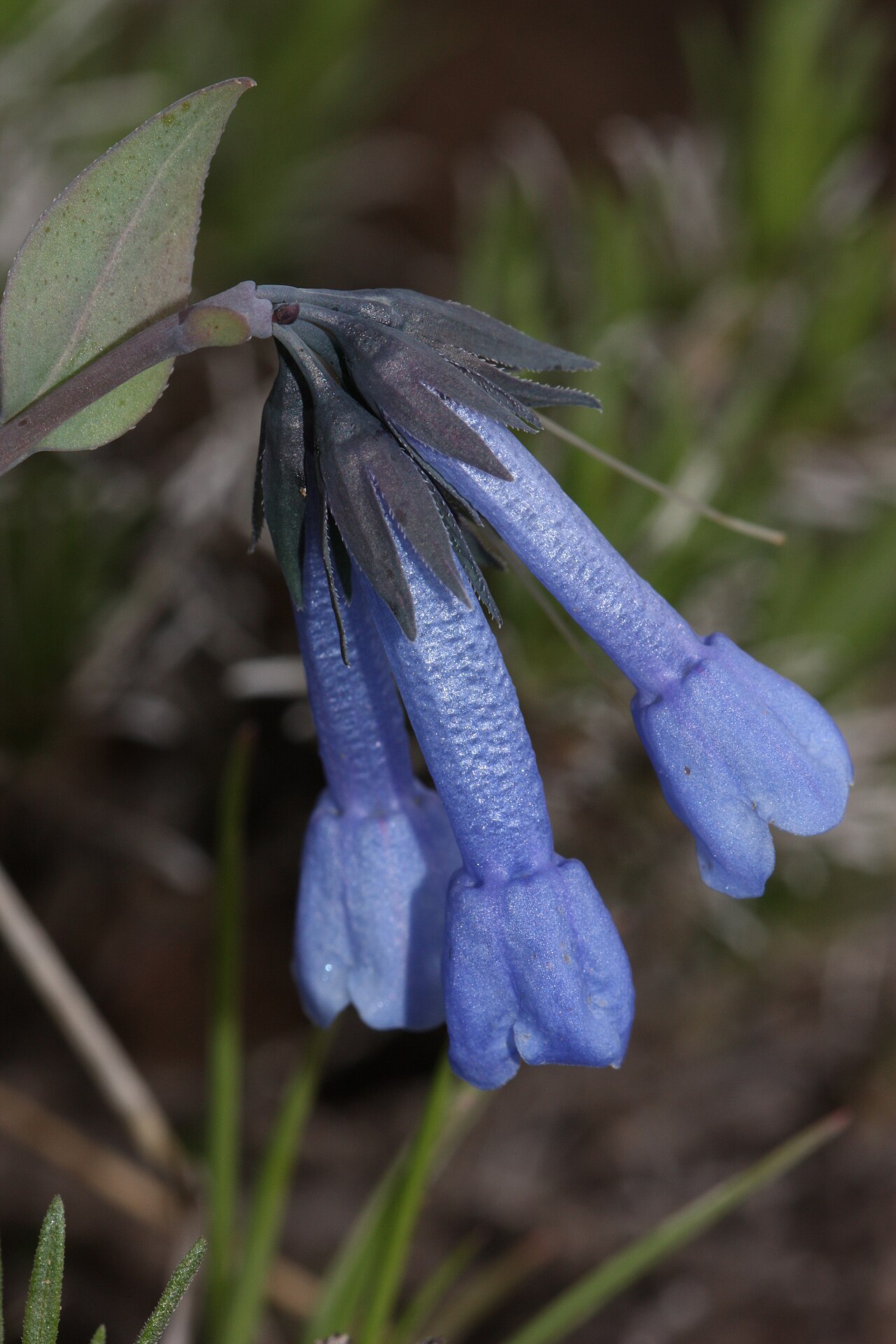 Small bluebells: Small Bluebells, Long-flowered Lungwort, Trumpet Bluebells Viewpoint location: Snow Mountain Ranch, Cowiche Mountain Viewpoint elevation: 703 meter (2307 ft) Lo