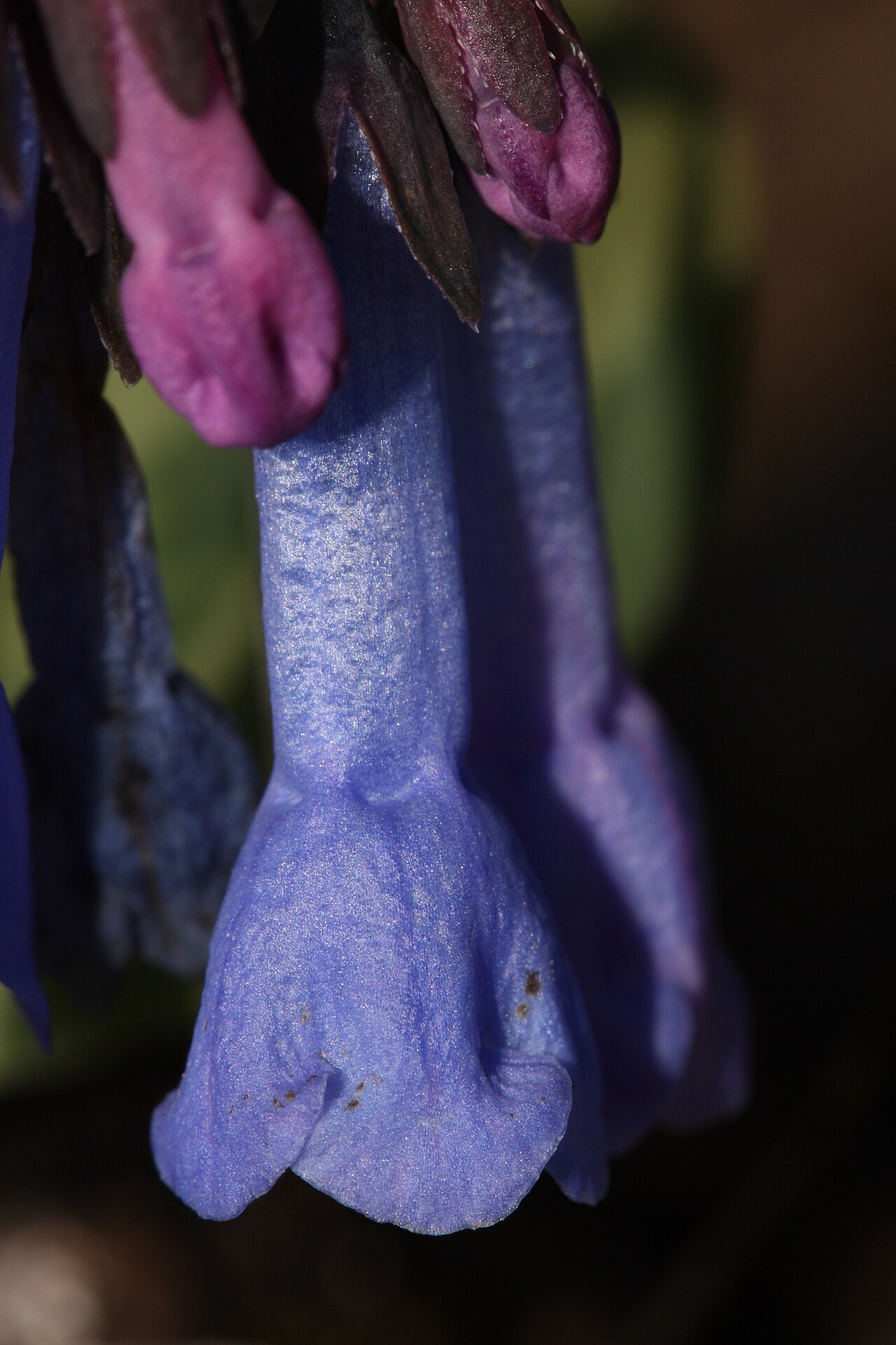 Small bluebells: Small Bluebells, Long-flowered Lungwort, Trumpet Bluebells