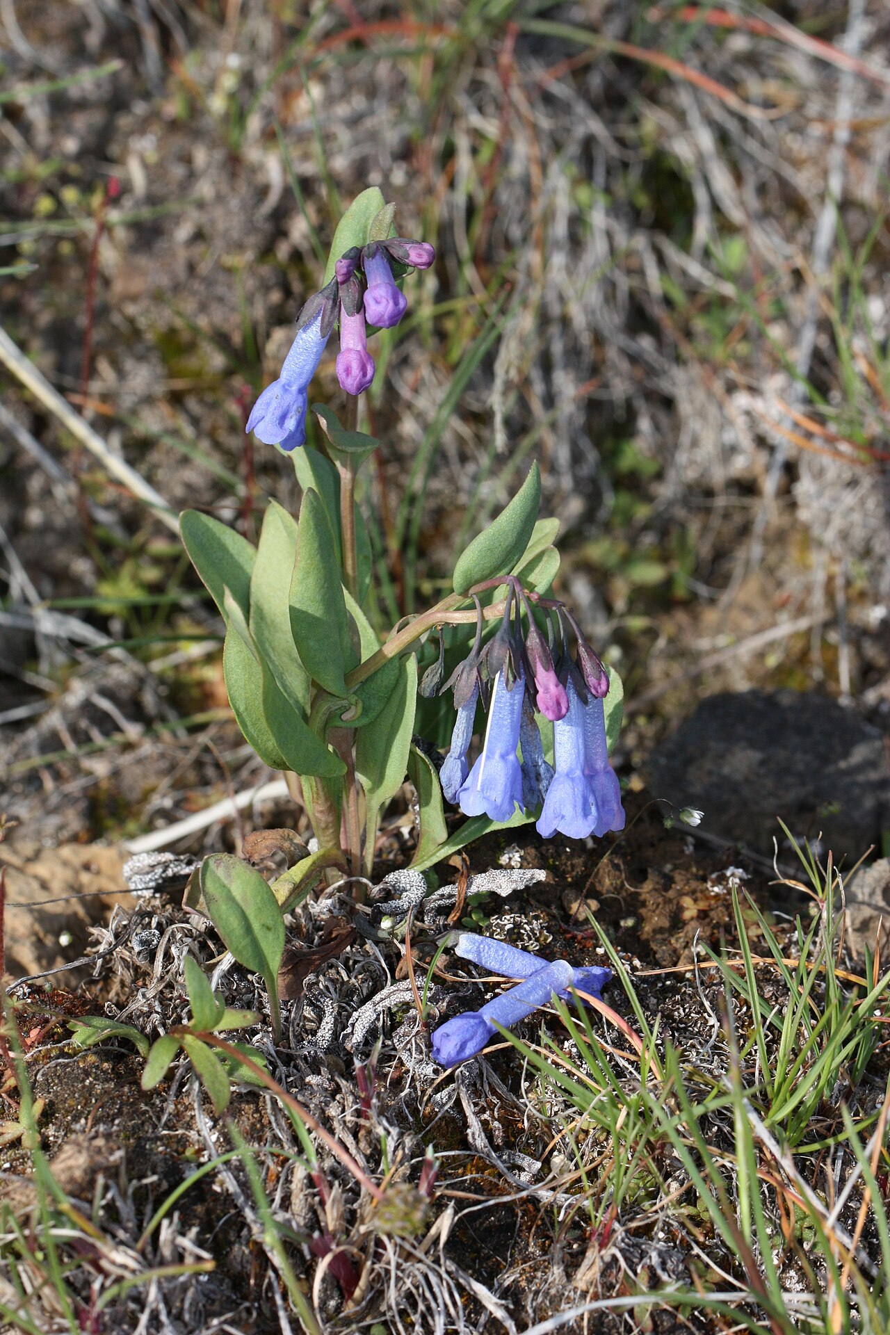 Small bluebells: Small Bluebells, Long-flowered Lungwort, Trumpet Bluebells