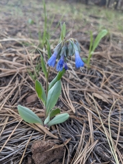 Macdougal's bluebells (Mertensia macdougalii)