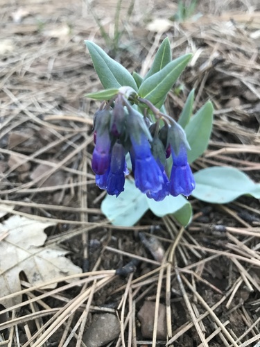 Macdougal's bluebells (Mertensia macdougalii)