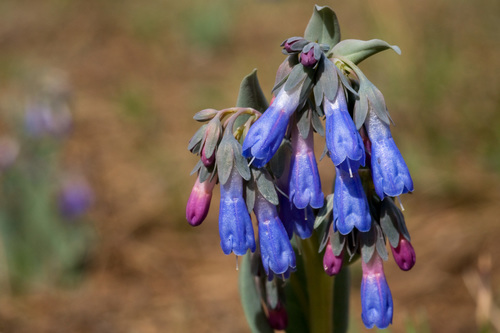 Macdougal's bluebells (Mertensia macdougalii)