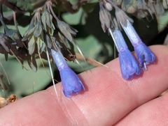 Macdougal's bluebells (Mertensia macdougalii)