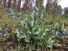 Macdougal's bluebells (Mertensia macdougalii)