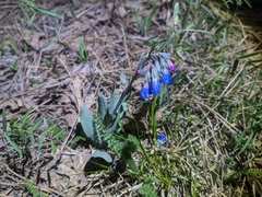Macdougal's bluebells (Mertensia macdougalii)
