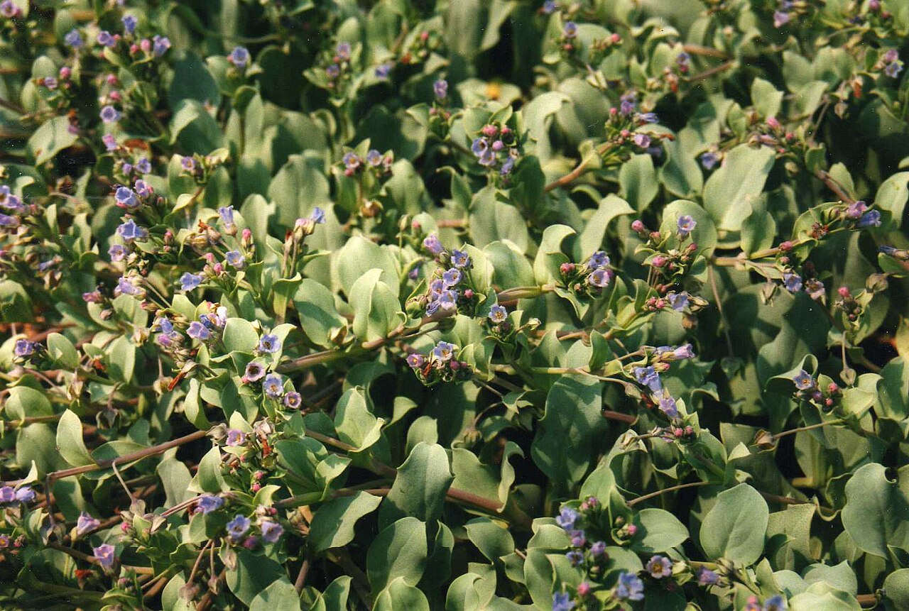 Oysterleaf: Welsh Cove, Maces Bay, New Brunswick. Mertensia maritima (Oysterleaf, Sea Lungwort) is a member of the Boraginaceae family. A very distinctive species living on