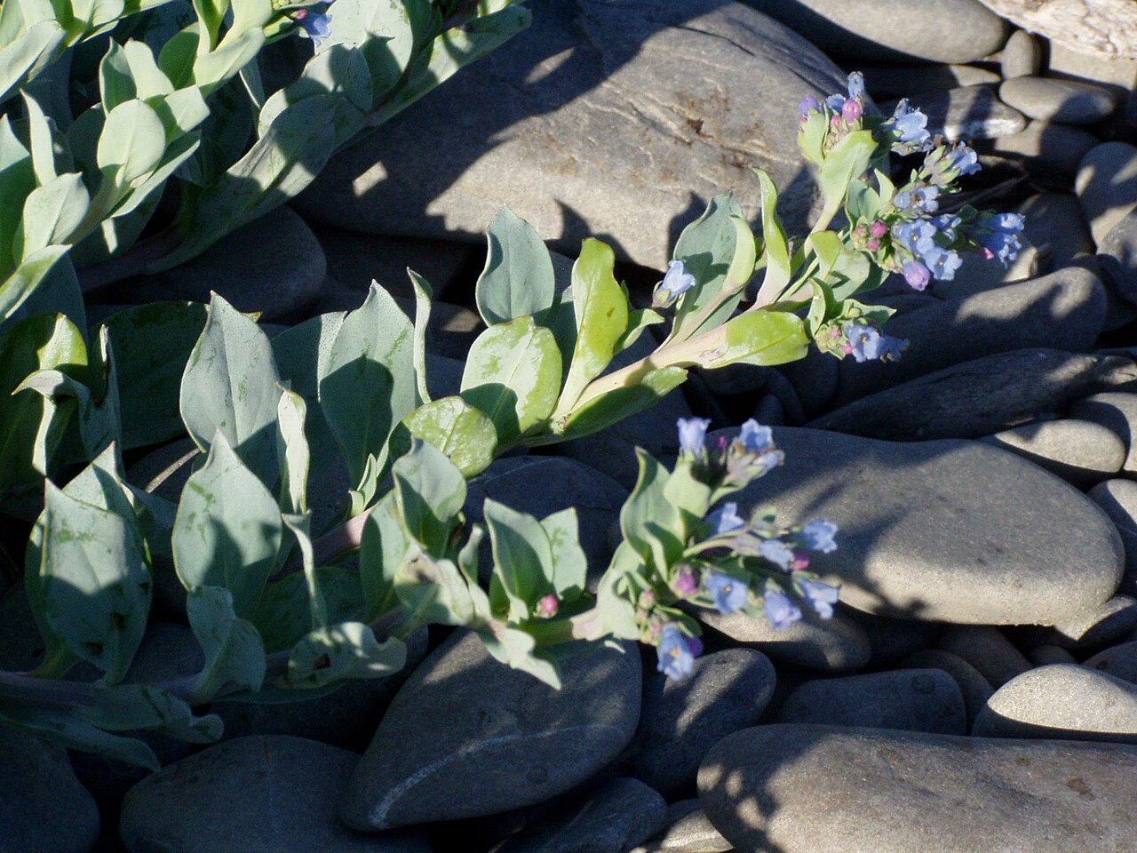 Oysterleaf: Oysterleaf ( Mertensia maritima ). Photo taken in July 2005 by myself, Danielle Langlois, on a shingle beach at Pointe-à-la-Frégate, Québec, Canada.