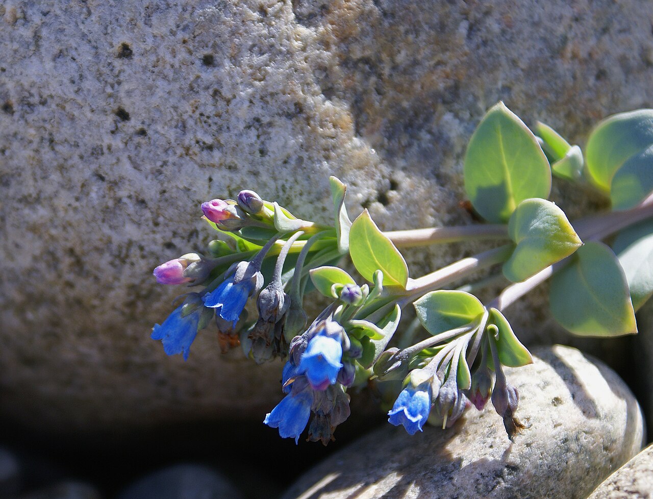 Oysterleaf: Østersurt - Mertensia maritima Found at Revtangen, Jæren, Norway