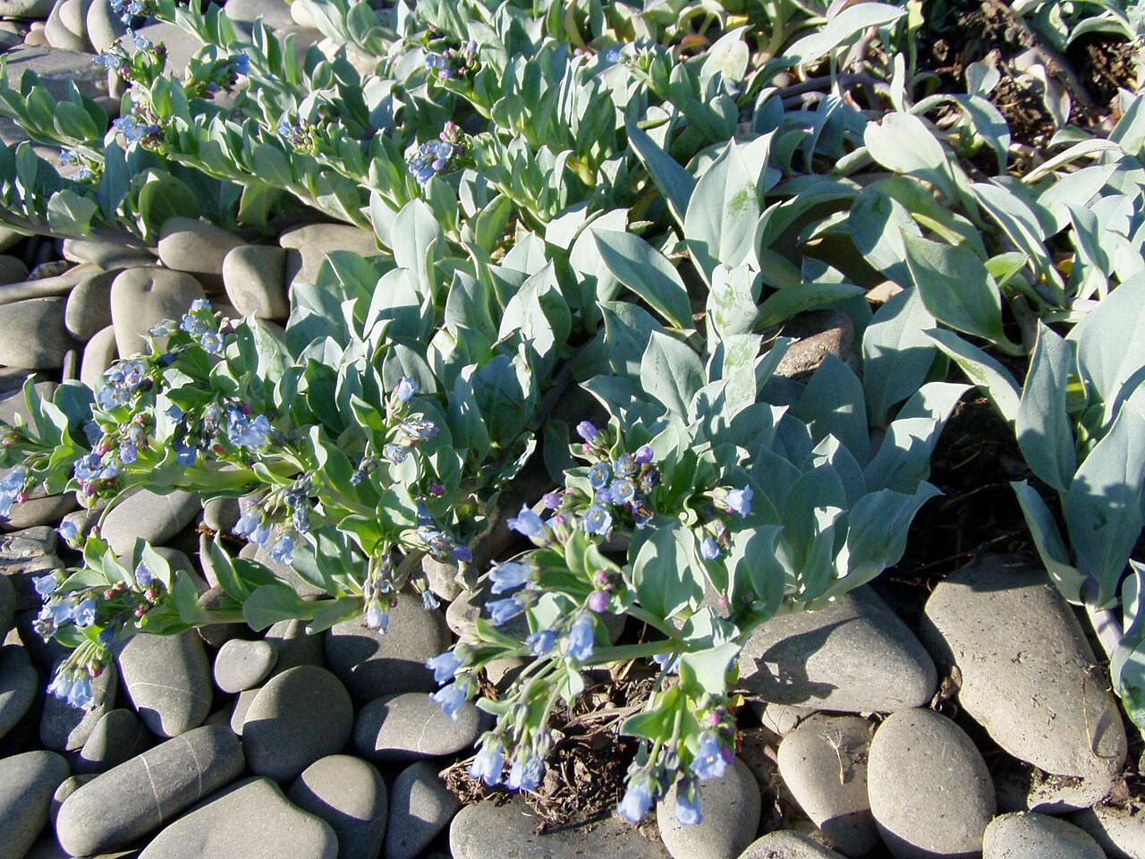 Oysterleaf: Oysterleaf ( Mertensia maritima ). Photo taken in July 2005 by myself, Danielle Langlois, on a shingle beach at Pointe-à-la-Frégate, Québec, Canada.
