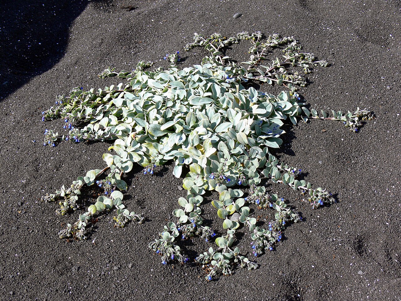 Oysterleaf: Mertensia maritima auf Reykjanes in Island