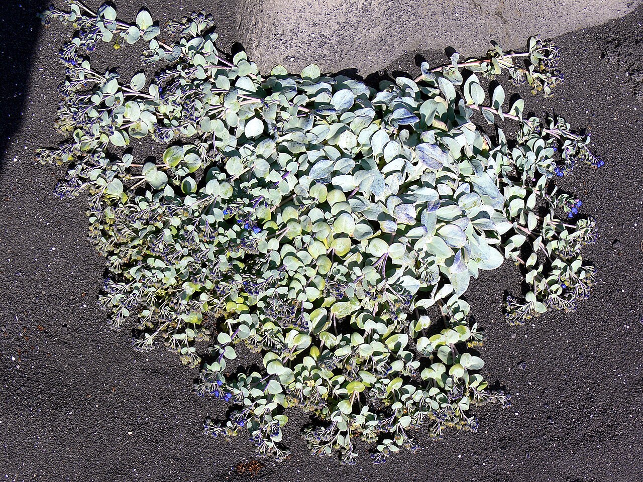 Oysterleaf: Mertensia maritima auf Reykjanes in Island
