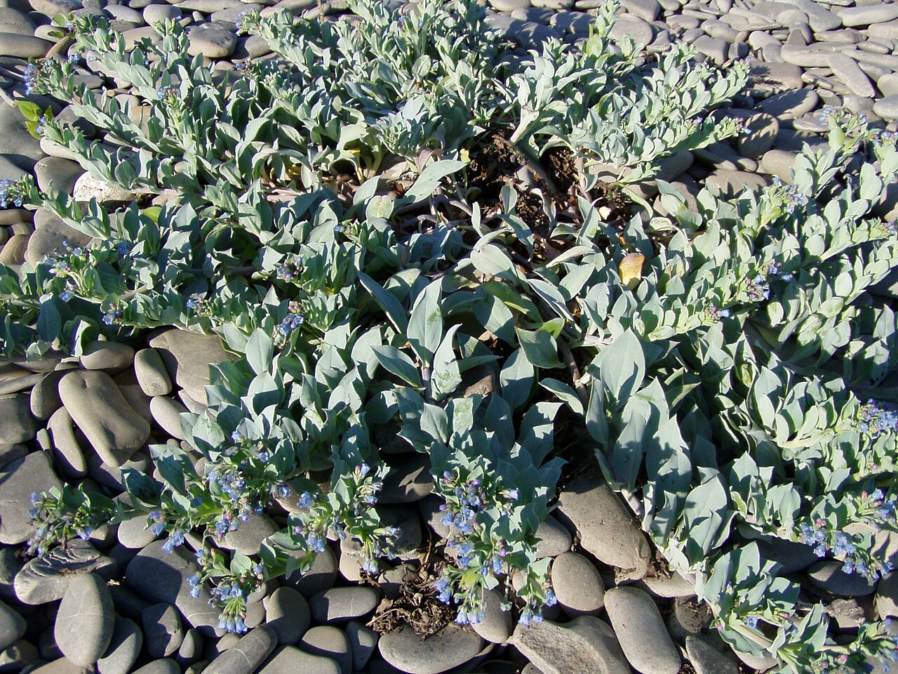 Oysterleaf: Oysterleaf ( Mertensia maritima ). Photo taken in July 2005 by myself, Danielle Langlois, on a shingle beach at Pointe-à-la-Frégate, Québec, Canada.